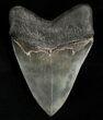 Quality Megalodon Tooth - Sharp! #6312-2